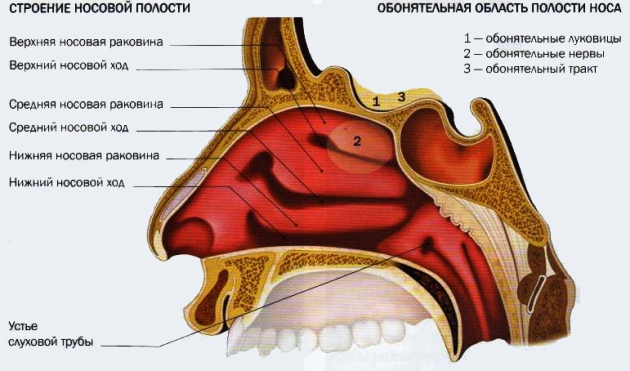 анатомия носа